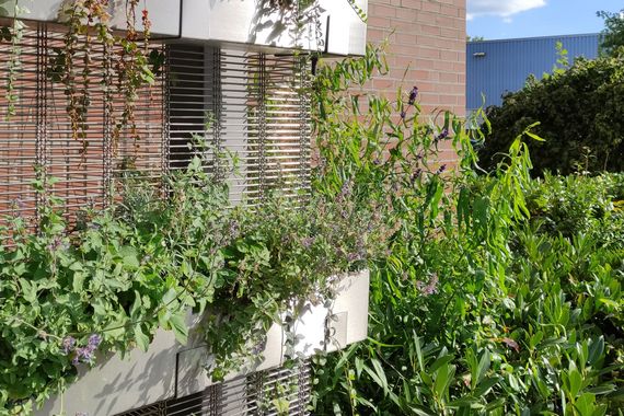 Grüne Fassaden lassen sich mit HAVER Architekturgewebe umsetzen.