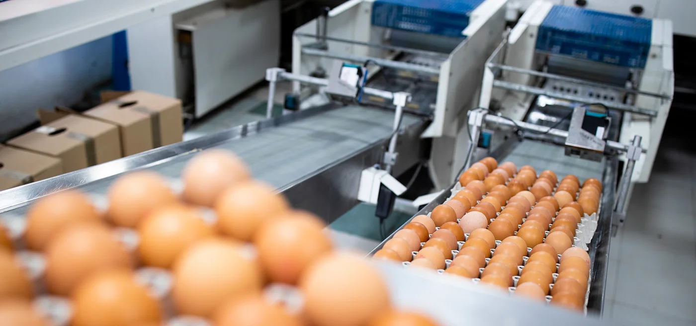 Eierverpackung Industriemaschine