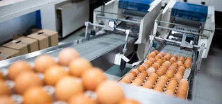 Eierverpackung Industriemaschine