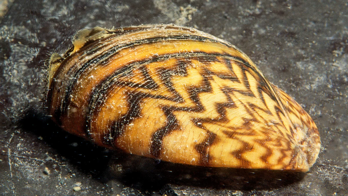 Zebra mussels were introduced into the Baltic Sea with the ballast water.
