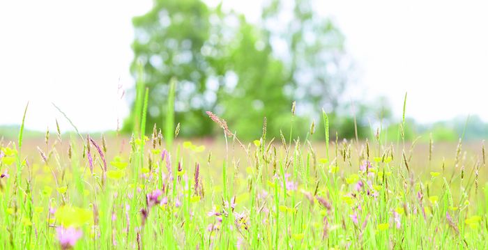 Pflanzen auf einer grünen Wiese